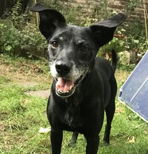 IRMA, Hund, Mischlingshund in Frankfurt - Bild 1