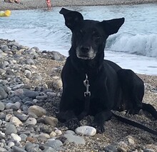 IRMA, Hund, Mischlingshund in Frankfurt - Bild 3