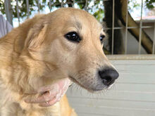 CIPRIA, Hund, Mischlingshund in Italien - Bild 1