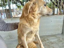 CIPRIA, Hund, Mischlingshund in Italien - Bild 6