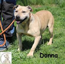 DONNA, Hund, Mischlingshund in Bosnien und Herzegowina - Bild 1