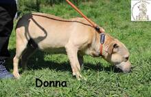 DONNA, Hund, Mischlingshund in Bosnien und Herzegowina - Bild 2