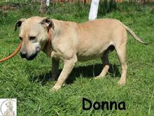 DONNA, Hund, Mischlingshund in Bosnien und Herzegowina - Bild 4