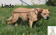 LINDA, Hund, Mischlingshund in Bosnien und Herzegowina - Bild 1