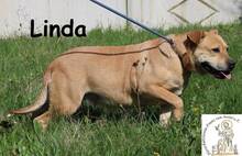 LINDA, Hund, Mischlingshund in Bosnien und Herzegowina - Bild 4