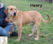 HENRY, Hund, Mischlingshund in Bosnien und Herzegowina - Bild 1