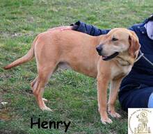 HENRY, Hund, Mischlingshund in Bosnien und Herzegowina - Bild 2