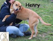 HENRY, Hund, Mischlingshund in Bosnien und Herzegowina - Bild 4