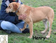 HENRY, Hund, Mischlingshund in Bosnien und Herzegowina - Bild 5