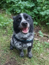 ANIKO, Hund, Terrier-Mix in Hamburg - Bild 4