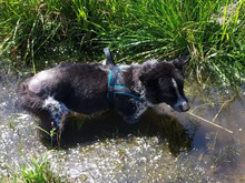 ANIKO, Hund, Terrier-Mix in Hamburg - Bild 7