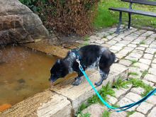 ANIKO, Hund, Terrier-Mix in Hamburg - Bild 8