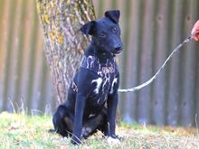 SVEN, Hund, Pinscher-Mix in Ungarn