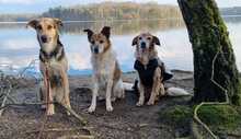 FAYE, Hund, Deutscher Schäferhund-Mix in Krefeld - Bild 3