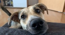 FAYE, Hund, Deutscher Schäferhund-Mix in Krefeld - Bild 7