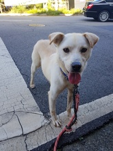 DORIE, Hund, Labrador-Korea Jindo Dog-Mix in Korea (Südkorea) - Bild 1