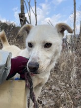 DORIE, Hund, Labrador-Korea Jindo Dog-Mix in Korea (Südkorea) - Bild 10