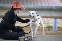 DORIE, Hund, Labrador-Korea Jindo Dog-Mix in Korea (Südkorea) - Bild 6