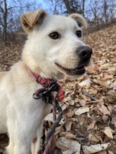 DORIE, Hund, Labrador-Korea Jindo Dog-Mix in Korea (Südkorea) - Bild 9