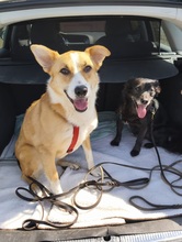 HILA, Hund, Mischlingshund in Mönchengladbach - Bild 17