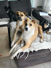 HILA, Hund, Mischlingshund in Mönchengladbach - Bild 18