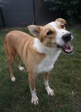 HILA, Hund, Mischlingshund in Mönchengladbach - Bild 21