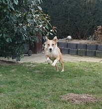 HILA, Hund, Mischlingshund in Mönchengladbach - Bild 22