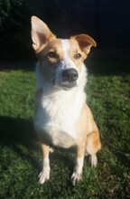 HILA, Hund, Mischlingshund in Mönchengladbach - Bild 23
