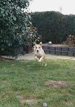 HILA, Hund, Mischlingshund in Mönchengladbach - Bild 9