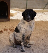 DOSSENA, Hund, Mischlingshund in Italien - Bild 12