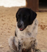 DOSSENA, Hund, Mischlingshund in Italien - Bild 13