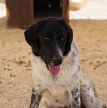 DOSSENA, Hund, Mischlingshund in Italien - Bild 14