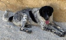 DOSSENA, Hund, Mischlingshund in Italien - Bild 28