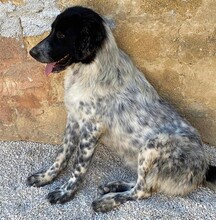 DOSSENA, Hund, Mischlingshund in Italien - Bild 32