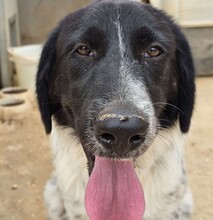 DOSSENA, Hund, Mischlingshund in Italien - Bild 34