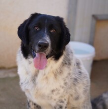 DOSSENA, Hund, Mischlingshund in Weilburg - Bild 1