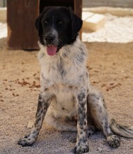 DOSSENA, Hund, Mischlingshund in Weilburg - Bild 10