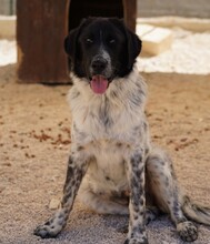 DOSSENA, Hund, Mischlingshund in Weilburg - Bild 11