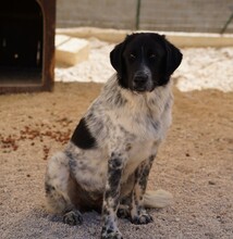 DOSSENA, Hund, Mischlingshund in Weilburg - Bild 15
