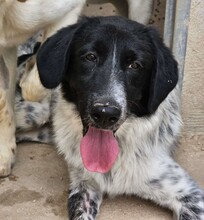 DOSSENA, Hund, Mischlingshund in Weilburg - Bild 16