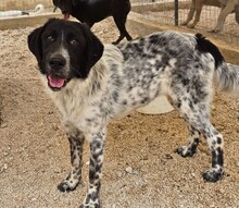 DOSSENA, Hund, Mischlingshund in Weilburg - Bild 17