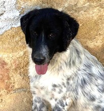 DOSSENA, Hund, Mischlingshund in Weilburg - Bild 18