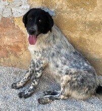 DOSSENA, Hund, Mischlingshund in Weilburg - Bild 19