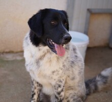 DOSSENA, Hund, Mischlingshund in Weilburg - Bild 2