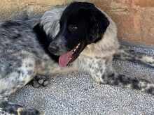 DOSSENA, Hund, Mischlingshund in Weilburg - Bild 20
