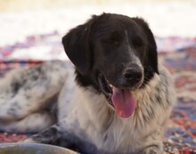 DOSSENA, Hund, Mischlingshund in Weilburg - Bild 21