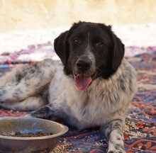 DOSSENA, Hund, Mischlingshund in Weilburg - Bild 22