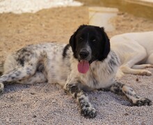 DOSSENA, Hund, Mischlingshund in Weilburg - Bild 23
