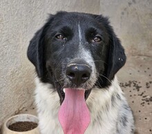 DOSSENA, Hund, Mischlingshund in Weilburg - Bild 24
