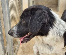 DOSSENA, Hund, Mischlingshund in Weilburg - Bild 25